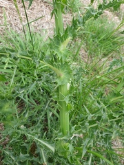 Sonchus asper asper