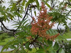 Rhus javanica