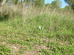 Cynoglossum cheirifolium