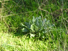 Cynoglossum cheirifolium
