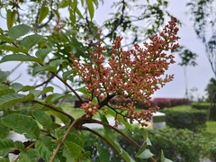 Rhus javanica