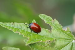 Chrysomela populi