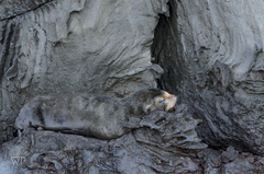 Arctocephalus galapagoensis