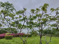 Rhus javanica
