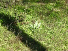 Cynoglossum cheirifolium