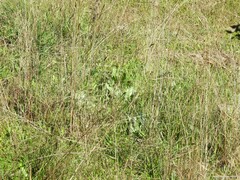 Cynoglossum cheirifolium