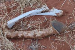 Equus zebra hartmannae