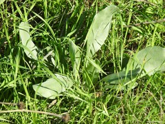 Cynoglossum cheirifolium
