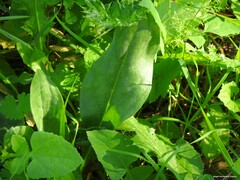 Cynoglossum cheirifolium