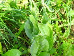 Cynoglossum cheirifolium