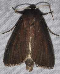 Nonagria typhae