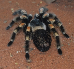 Brachypelma