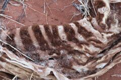 Equus zebra hartmannae