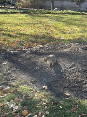 Sciurus niger