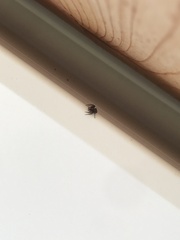 Pseudeuophrys lanigera