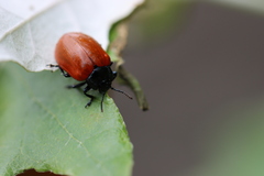 Chrysomela populi