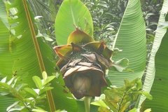 Ensete superbum