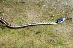 Thamnophis cyrtopsis cyrtopsis