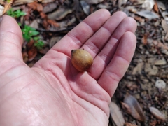 Notholithocarpus densiflorus densiflorus