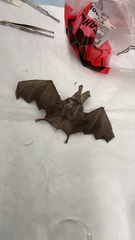 Macrotus californicus