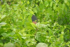 Centropus sinensis