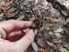 Notholithocarpus densiflorus densiflorus
