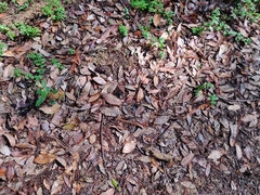 Notholithocarpus densiflorus densiflorus