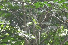 Chloropsis aurifrons