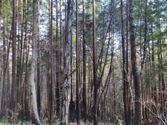 Notholithocarpus densiflorus densiflorus