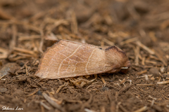 Atethmia ambusta