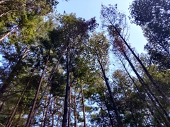 Notholithocarpus densiflorus densiflorus