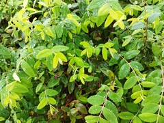 Hypericum geminiflorum