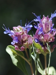 Salvia pachyphylla