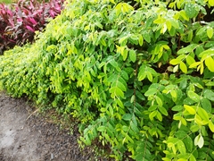 Hypericum geminiflorum