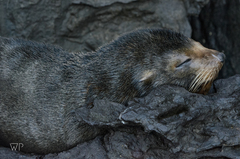 Arctocephalus galapagoensis