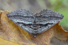 Rhoptria asperaria