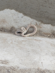 Phyllorhynchus decurtatus