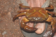 Gecarcinucidae