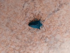Carpocorini