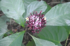 Chassalia curviflora