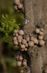 Stelechocarpus burahol