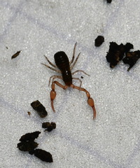 Neobisium
