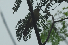 Iole indica
