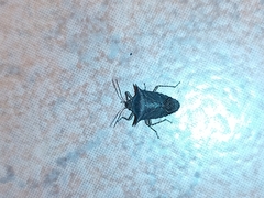 Carpocorini