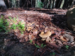 Suillus caerulescens