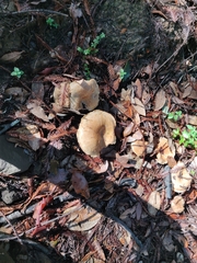 Suillus caerulescens