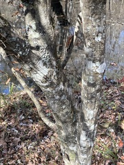 Carpinus caroliniana