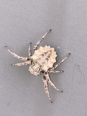 Acanthepeira stellata