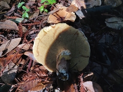Suillus caerulescens