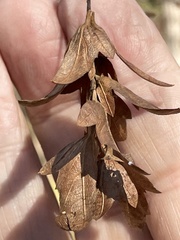 Carpinus caroliniana